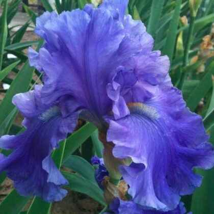 Breakers Tall Bearded Iris Iris germanica 'Breakers' Rhizome