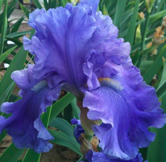 Breakers Tall Bearded Iris Iris germanica 'Breakers' Rhizome