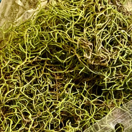 Fresh Green Air Moss