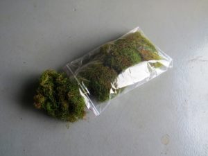Fresh Green Air Moss