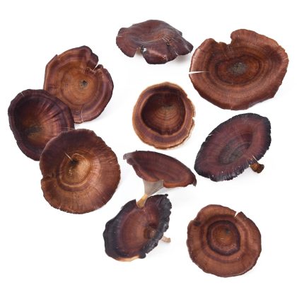Golden Mushroom 5-7cm pack of 20