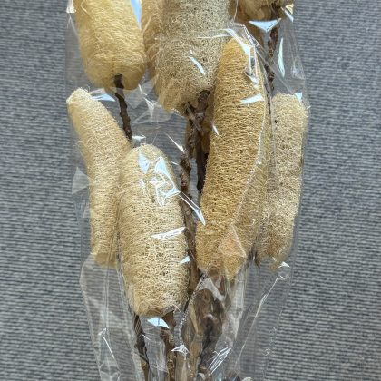 Luffa w Twig Stem 60cm 10pcs